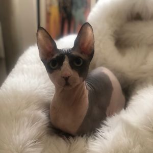 Meet your Posher, Taleen